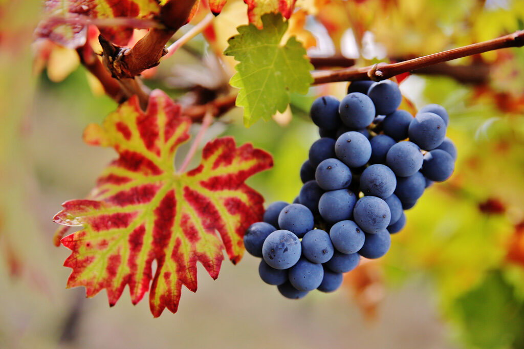 WEINREISE GEORGIEN